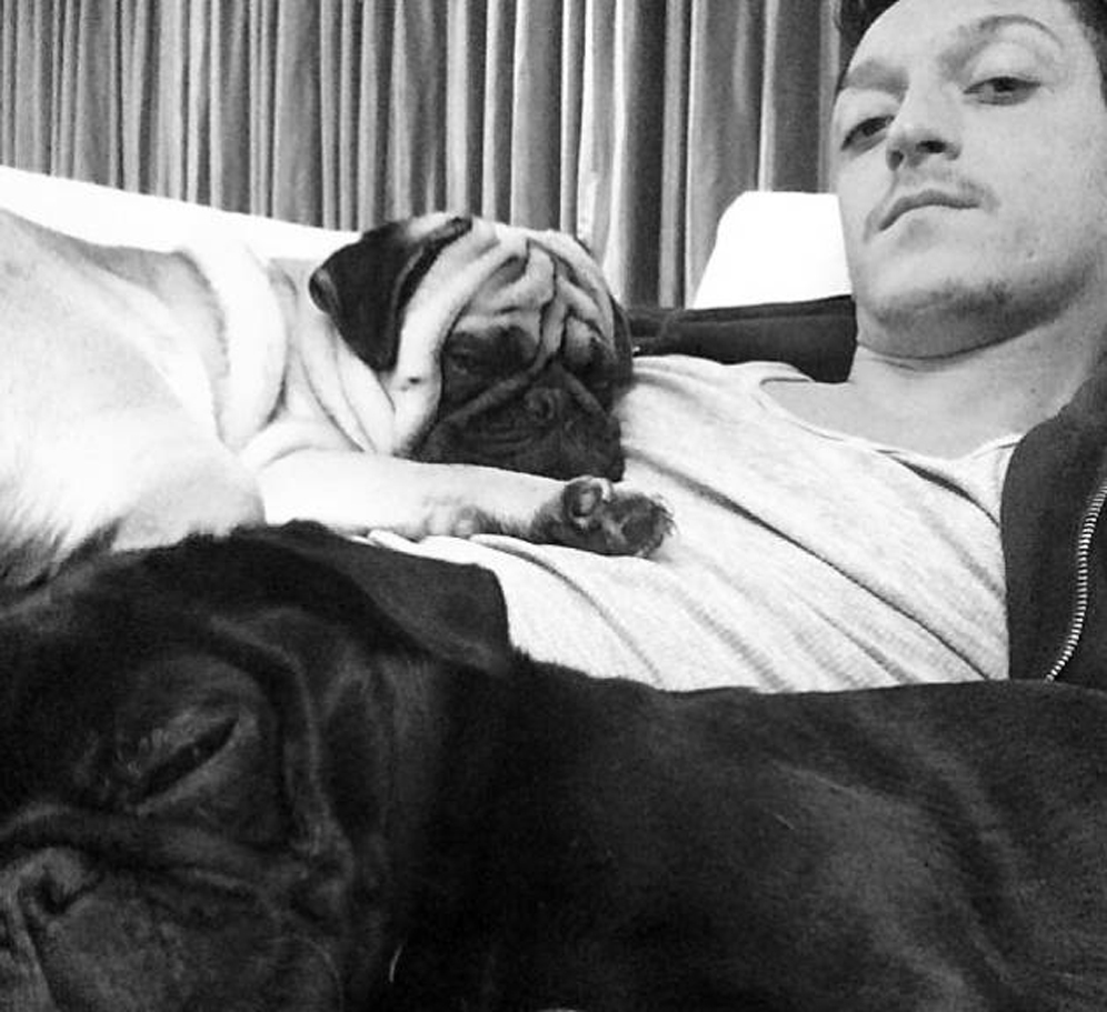 Hari Anjing Sedunia Ini Pose Keren Ronaldo Messi Mesut Ozil