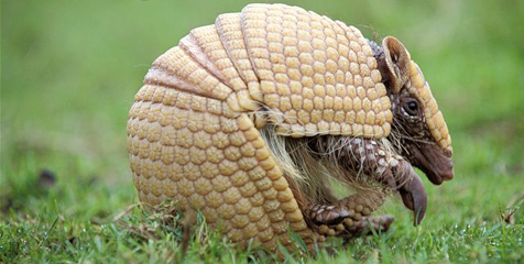 Maskot Piala Dunia 2014 Brasil Bakal Berupa Armadillo Maskot Piala Dunia 2014 Brasil Bakal Berupa Armadillo