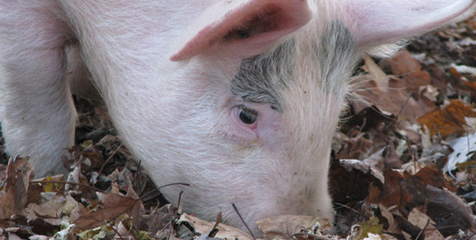 Babi Sakti Akan Ramal Euro 2012