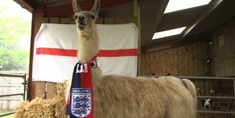 Nicholas Sang Llama Peramal Juara Euro