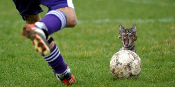 Photo-Fun: Tujuh Kucing Sukses di Sepakbola Inggris