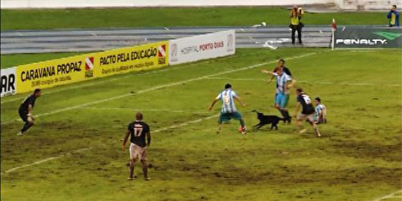 Seekor Anjing Gagalkan Striker Ini Cetak Gol