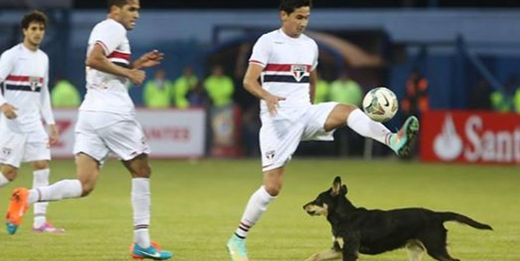 Lagi, Invasi Anjing Ganggu Laga Copa Sudamericana