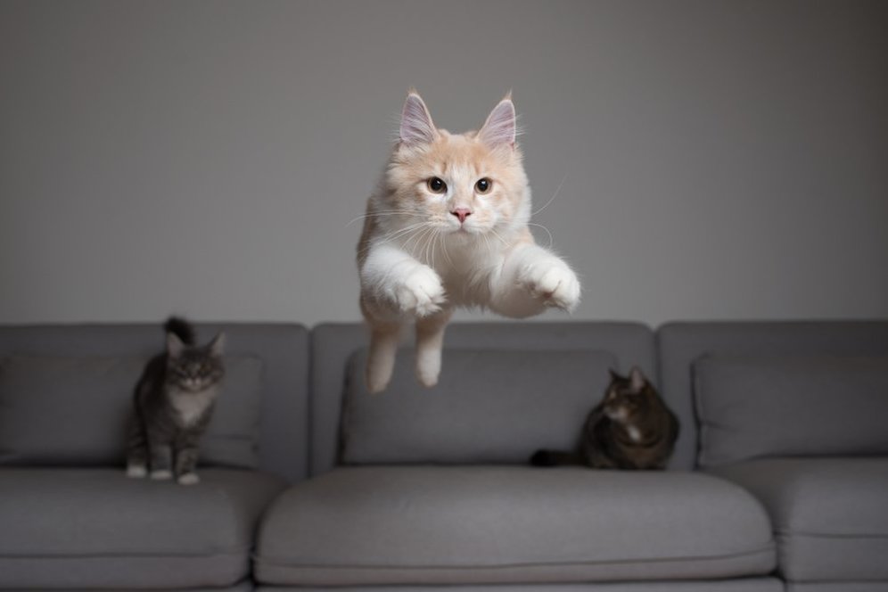 (c) shutterstock