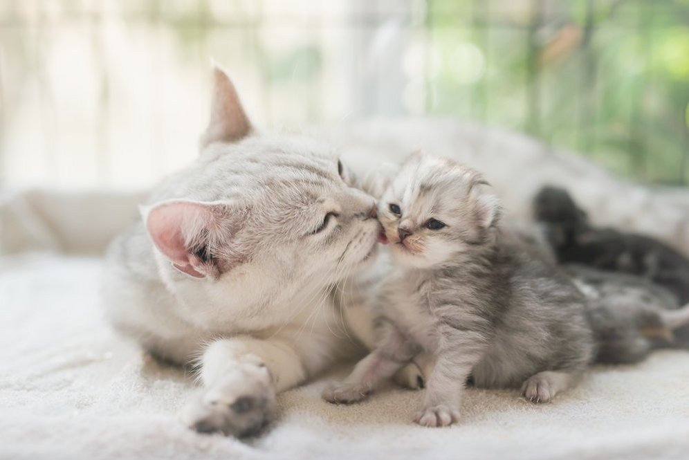 (c) shutterstock