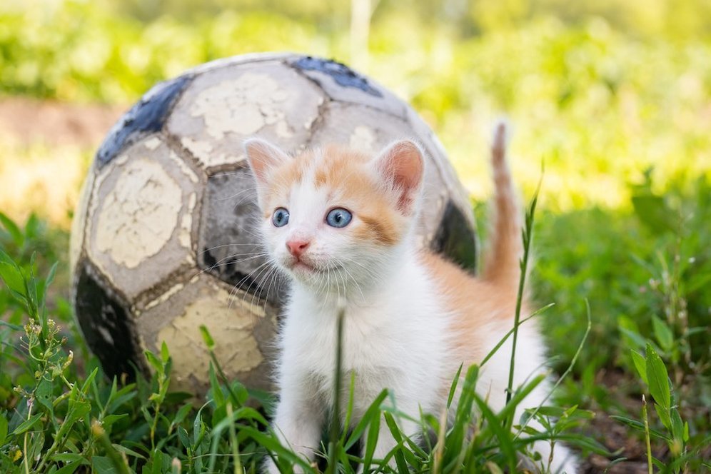 (c) Shutterstock