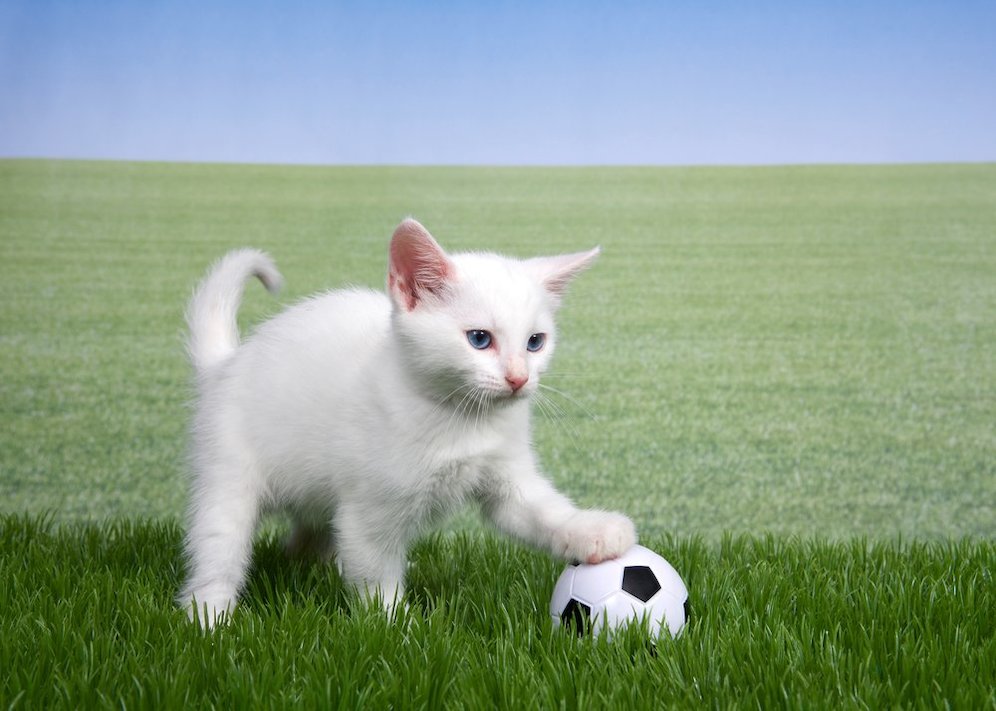 (c) Shutterstock