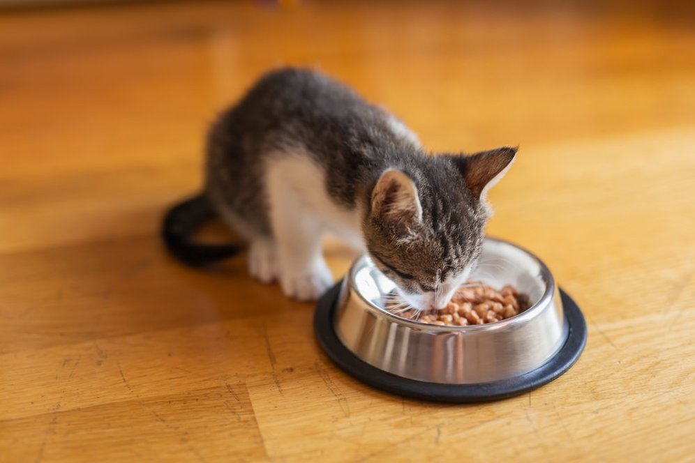 Terungkap Mitos Makanan Kucing Ternyata Ada Jawabannya Bola Net