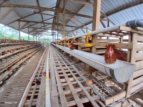 Susana di peternakan ayam petelur milik Cipto Mulyo yang maju berkat bantuan dari KUR BRI (c) Asad Arifin