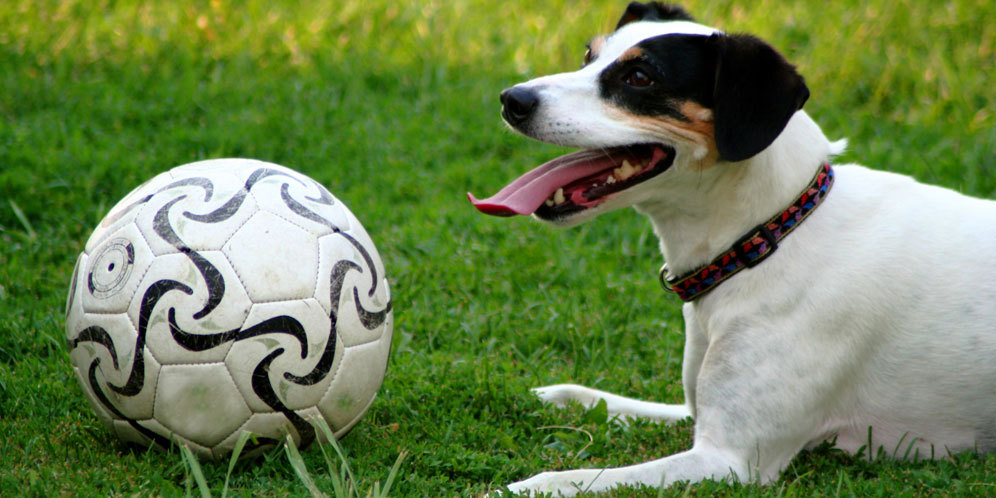 Skill Olah Bola Impresif Seekor Anjing Gegerkan Brasil