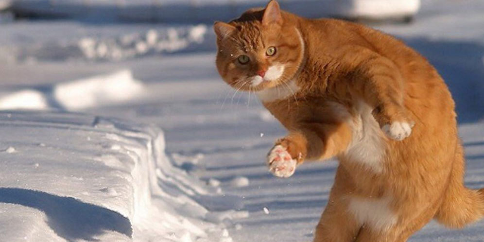 Inilah Catinho, Si Kucing Spesialis Tendangan Bebas Inilah Catinho, Si Kucing Spesialis Tendangan Bebas