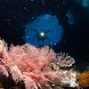 Seperti Apa Rasanya Diving di Raja Ampat?