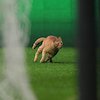 Karena Kucing Imut Ini, Besiktas Didakwa Bersalah oleh UEFA