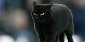 Cute Invader! Kucing Hitam Hentikan Paksa Duel Everton vs Wolverhampton