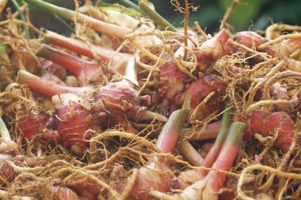 Deretan Manfaat Jahe Merah untuk Kesehatan, Waspadai Efek Sampingnya