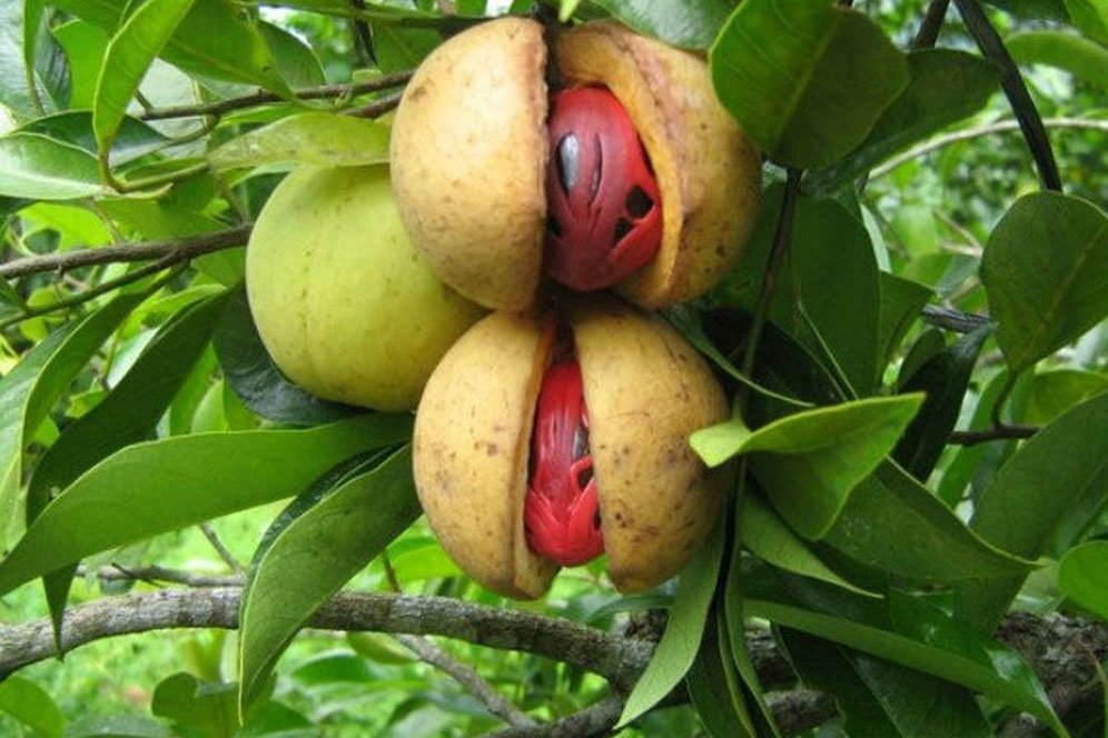 Pahami Manfaat dan Efek Samping Buah Pala untuk Kesehatan