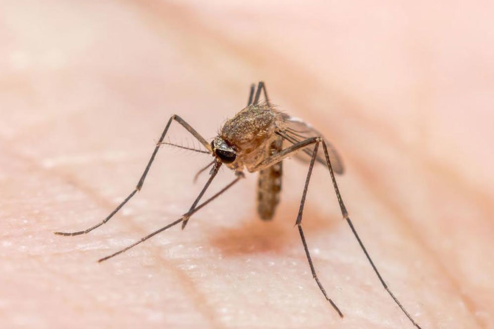 Deretan Gejala dan Penyebab Malaria yang Wajib Diwaspadai