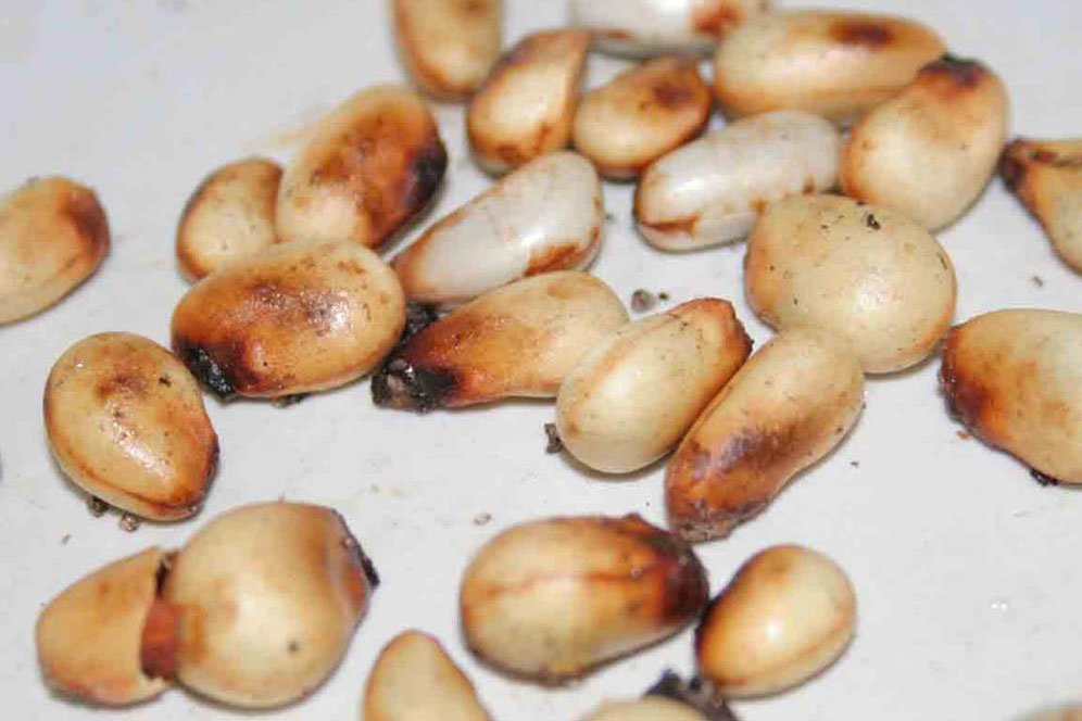 Ragam Manfaat Biji Nangka untuk Kesehatan Tubuh