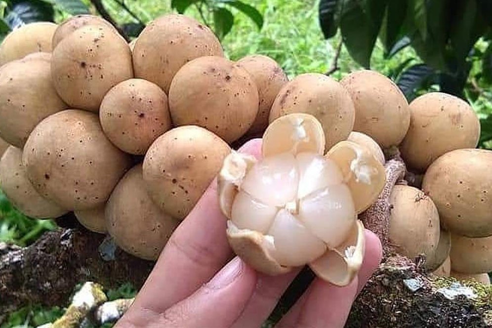 Ragam Manfaat Buah Duku untuk Tubuh, Bantu Cegah Penyakit Jantung