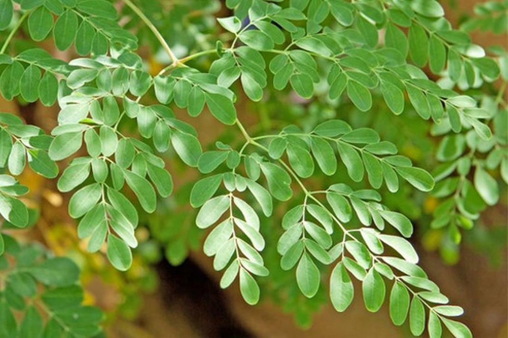 Pahami Ragam Manfaat Daun Kelor dan Cara Mengolahnya Pahami Ragam Manfaat Daun Kelor dan Cara Mengolahnya