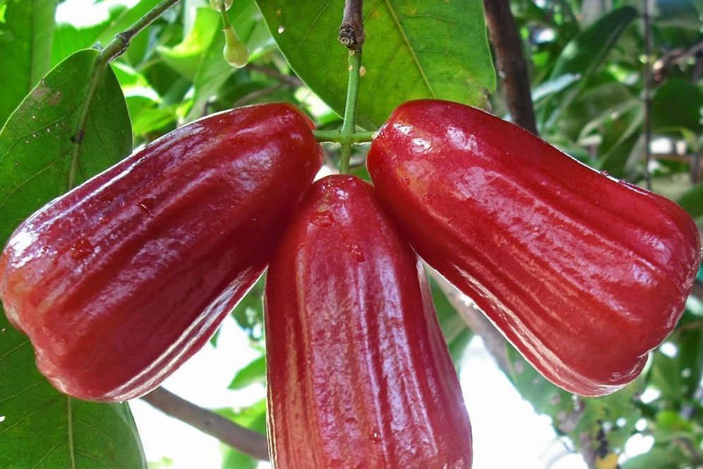 Kebaikan Jambu Air untuk Tubuh, Bisa Remajakan Kulit