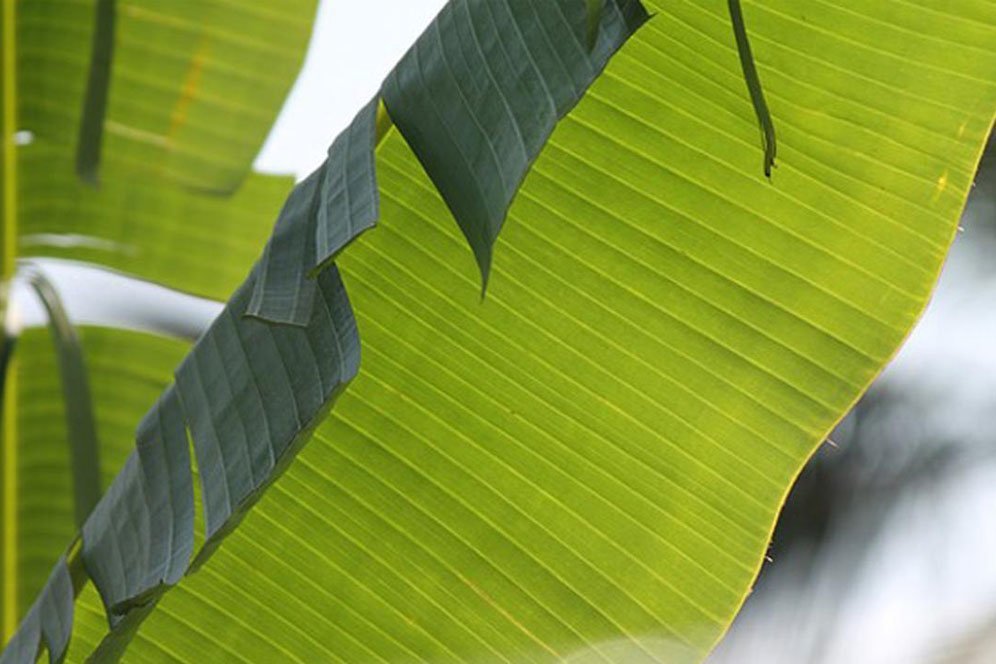 Ragam Manfaat Daun Pisang untuk Kesehatan dan Kecantikan Tubuh Ragam Manfaat Daun Pisang untuk Kesehatan dan Kecantikan Tubuh