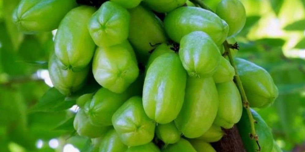 Manfaat Belimbing Wuluh untuk Kesehatan Tubuh