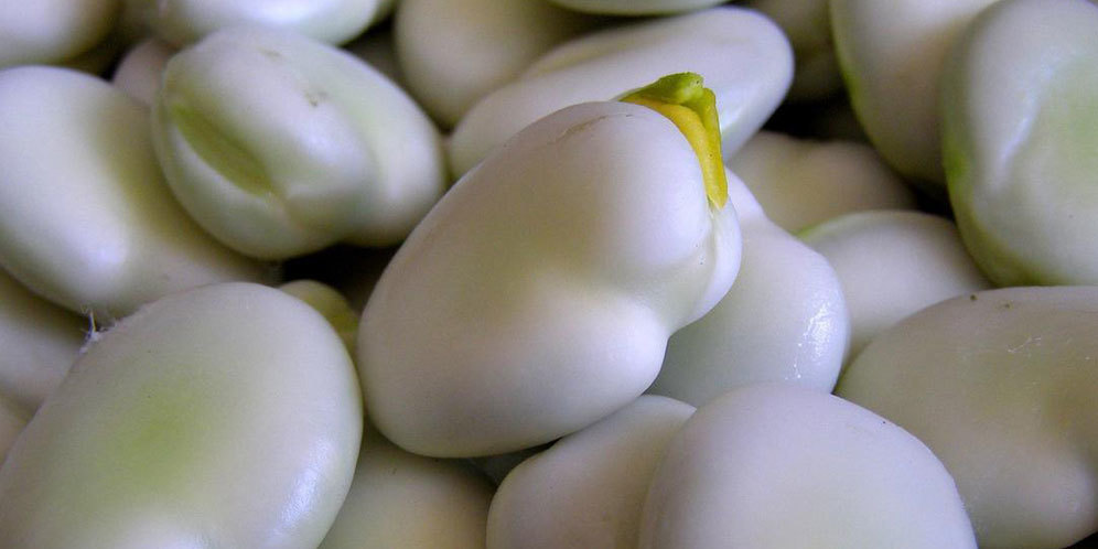 Ragam Manfaat Kacang Koro untuk Kesehatan Tubuh Ragam Manfaat Kacang Koro untuk Kesehatan Tubuh