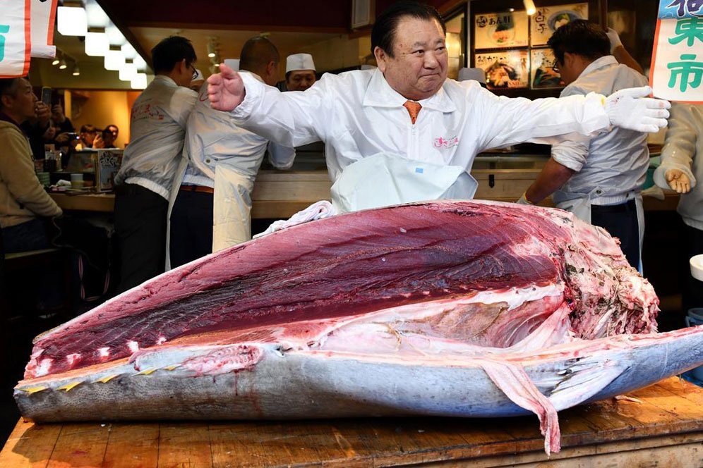 Manfaat Ikan Tuna untuk Tubuh, Bantu Jaga Kesehatan Otak Manfaat Ikan Tuna untuk Tubuh, Bantu Jaga Kesehatan Otak