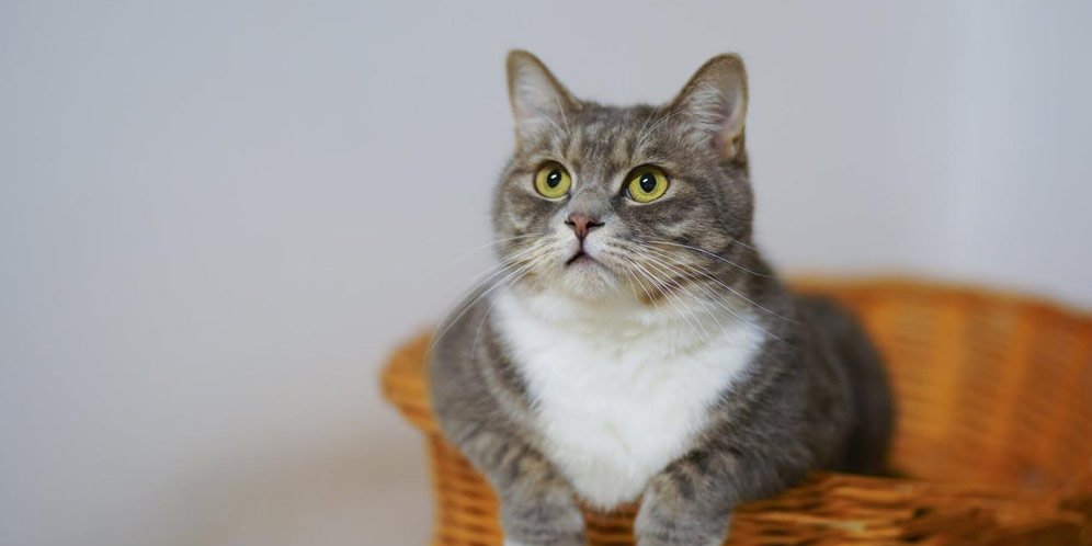 30 Nama Lucu Buat Kucing Jantan Menggemaskan Dan Gampang Diingat Bola Net