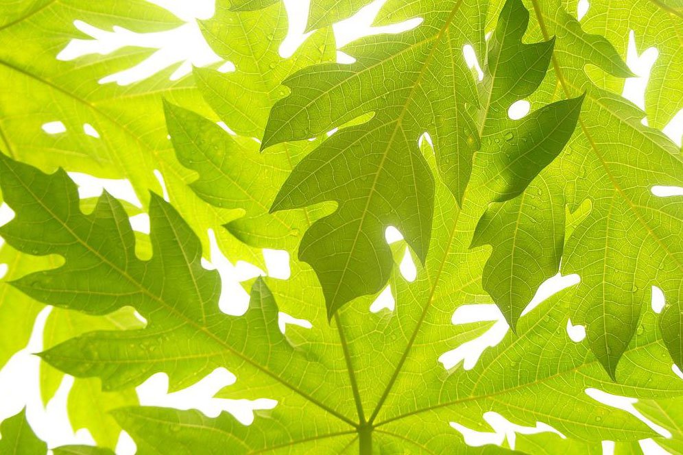 Manfaat Daun Pepaya Buat Kesehatan, Bisa Cegah Gejala Demam Berdarah Loh! Manfaat Daun Pepaya Buat Kesehatan, Bisa Cegah Gejala Demam Berdarah Loh!