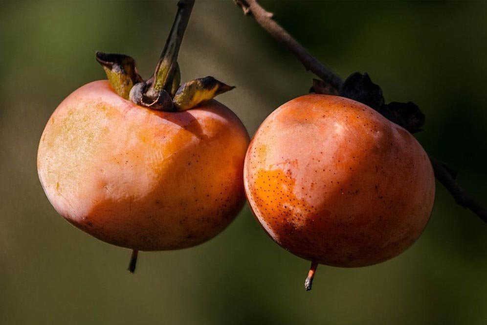 Ragam Manfaat Kesemek untuk Tubuh, Buah 'Berbedak' yang Kaya Gizi