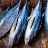 Deretan Resep Masakan Berbahan Ikan Tuna, Enak dan Bergizi