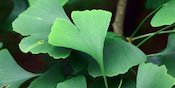 Cari Tahu Soal Gingko Biloba: Manfaat, Dosis Penggunaan, serta Efek Sampingnya