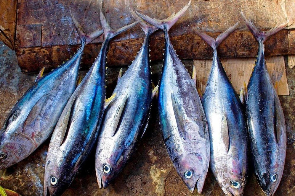 Deretan Resep Masakan Berbahan Ikan Tuna, Enak dan Bergizi