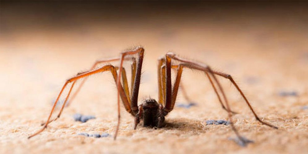 Mimpi Tentang Laba Laba Ini 9 Arti Dan Tafsirnya Bola Net