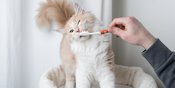 Haruskah Kucing Sikat Gigi Setelah Makan? Ini Penjelasannya!