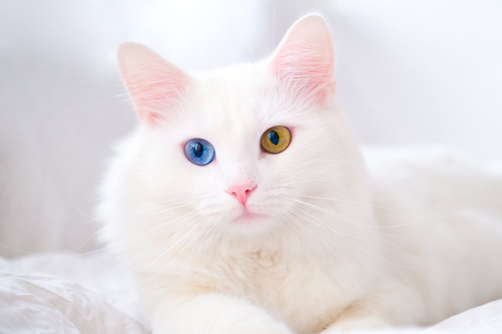 Ternyata Kucing Albino Itu Ada! Cari Tahu Lebih Lanjut tentang Faktanya Yuk Ternyata Kucing Albino Itu Ada! Cari Tahu Lebih Lanjut tentang Faktanya Yuk