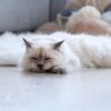 Doyan Rebahan, Ini Fakta di Balik Alasan Hobi Tidur Kucing Kesayanganmu