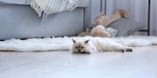 Doyan Rebahan, Ini Fakta di Balik Alasan Hobi Tidur Kucing Kesayanganmu