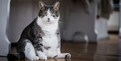 Selain Olahraga, Begini Cara Diet yang Tepat untuk Kucing Obesitas