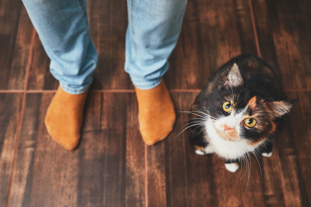 Kuasai Ratusan Nada yang Berbeda, Kenali 10 Suara Kucing Lengkap dengan Artinya! Kuasai Ratusan Nada yang Berbeda, Kenali 10 Suara Kucing Lengkap dengan Artinya!