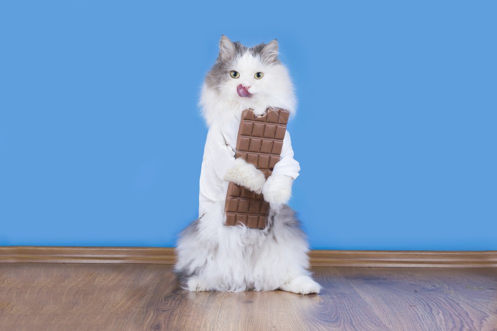 Tahukah Kamu Kucing Itu Nggak Bisa Merasakan Makanan Manis? Tahukah Kamu Kucing Itu Nggak Bisa Merasakan Makanan Manis?