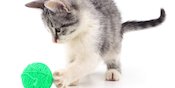 5 Tips Mudah Ajarkan Permainan Tangkap Bola pada Kucing