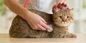 Ramai Pemberitaan Vaksin, Kucing juga Perlu Imunisasi Lho Ramai Pemberitaan Vaksin, Kucing juga Perlu Imunisasi Lho