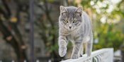 Selalu Tampak 'Dingin', Kucing Ternyata Bisa Berkeringat Lho Selalu Tampak 'Dingin', Kucing Ternyata Bisa Berkeringat Lho