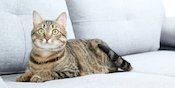 Sprei, Sofa, Tirai, Mana Lagi Tempat Kucing Hobi Buang Air Ya? Sprei, Sofa, Tirai, Mana Lagi Tempat Kucing Hobi Buang Air Ya?
