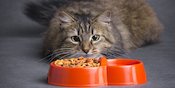 Terungkap, Mitos Makanan Kucing Ternyata Ada Jawabannya Terungkap, Mitos Makanan Kucing Ternyata Ada Jawabannya