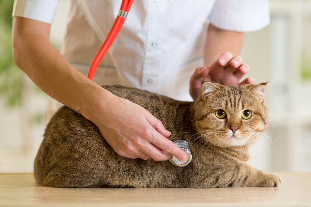 Ramai Pemberitaan Vaksin, Kucing juga Perlu Imunisasi Lho