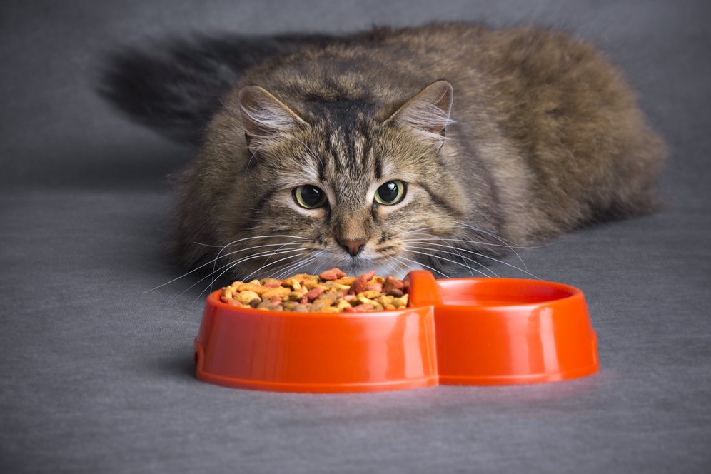 Terungkap, Mitos Makanan Kucing Ternyata Ada Jawabannya